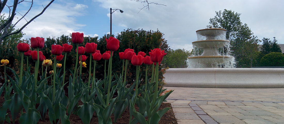 Tulips by fountain image